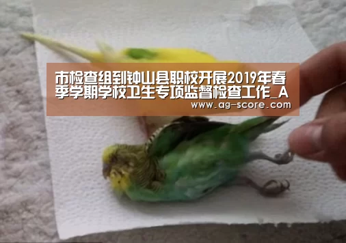 市检查组到钟山县职校开展2019年春季学期学校卫生专项监督检查工作_AG篮球(图1) AG体育